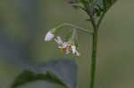 Black nightshade